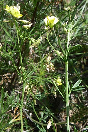 Medicago prostrata \ Niederliegender Schneckenklee / Prostrate Medick, Kroatien/Croatia Udbina 2.6.2008