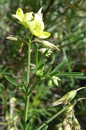 Medicago prostrata \ Niederliegender Schneckenklee / Prostrate Medick, Kroatien/Croatia Udbina 2.6.2008