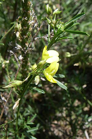 Medicago prostrata \ Niederliegender Schneckenklee / Prostrate Medick, Kroatien/Croatia Udbina 2.6.2008