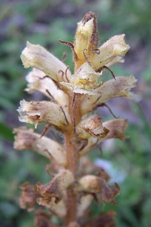 Orobanche picridis \ Bitterkraut-Sommerwurz, Kroatien Donji Budački 31.5.2008