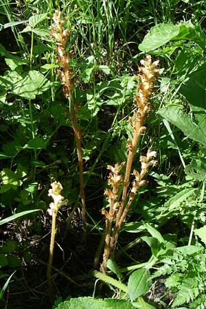 Orobanche picridis \ Bitterkraut-Sommerwurz / Picris Broomrape, Oxtongue Broomrape, Kroatien/Croatia Donji Budački 31.5.2008