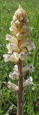 Orobanche crenata \ Gezhnelte Sommerwurz, Kerbige Sommerwurz, Kroatien Istrien, Poreč 26.5.2006