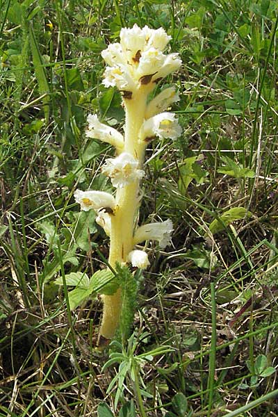 Orobanche picridis \ Bitterkraut-Sommerwurz / Picris Broomrape, Oxtongue Broomrape, Kroatien/Croatia Istrien/Istria, Poreč 26.5.2006