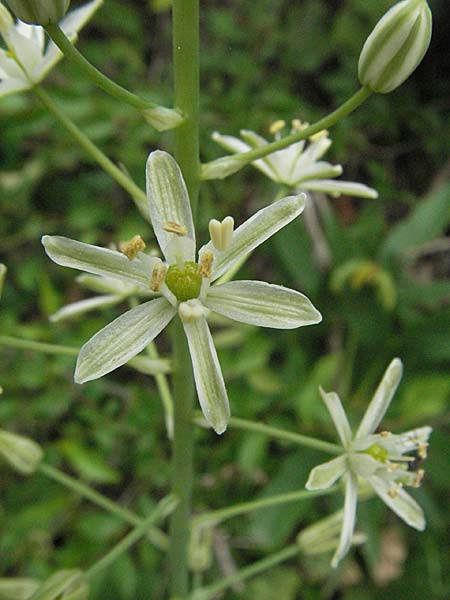 Ornithogalum sphaerocarpum \ Weier Pyrenen-Milchstern / White Pyrenees Star of Bethlehem, Kroatien/Croatia Istrien/Istria, Gračišće 27.5.2006