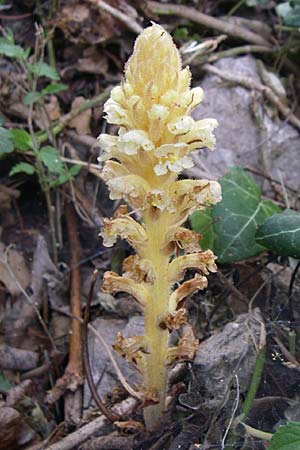 Orobanche hederae \ Efeu-Sommerwurz / Ivy Broomrape, Kroatien/Croatia Krka 3.6.2008