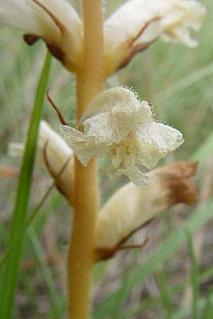 Orobanche picridis \ Bitterkraut-Sommerwurz / Picris Broomrape, Oxtongue Broomrape, Kroatien/Croatia Istrien/Istria, Premantura 5.6.2008