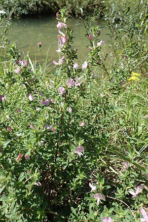 Ononis spinosa \ Dornige Hauhechel, Kroatien Istrien, Vrh 11.8.2016