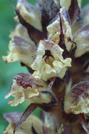 Orobanche hederae \ Efeu-Sommerwurz / Ivy Broomrape, Kroatien/Croatia Risnjak 14.8.2016