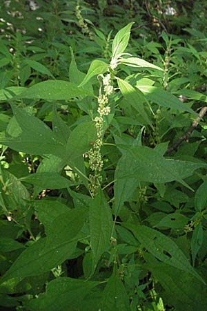 Parietaria officinalis / Common Pellitory-of-the-Wall, Croatia Plitvička 19.7.2007