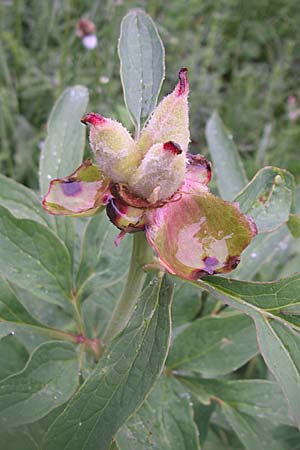 Paeonia officinalis / Common Peony, Croatia Učka 6.6.2008