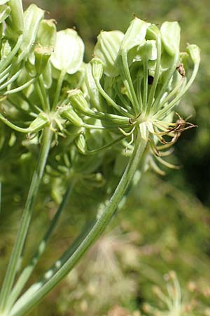 Peucedanum austriacum \ sterreicher Haarstrang / Austrian Parsley, Kroatien/Croatia Učka 12.8.2016