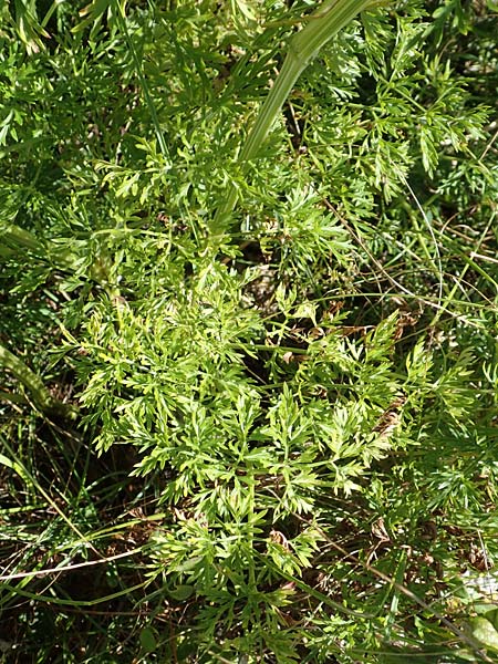 Peucedanum austriacum \ sterreicher Haarstrang / Austrian Parsley, Kroatien/Croatia Učka 12.8.2016