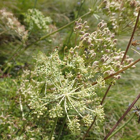 Peucedanum austriacum \ sterreicher Haarstrang / Austrian Parsley, Kroatien/Croatia Učka 12.8.2016