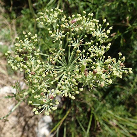 Peucedanum austriacum \ sterreicher Haarstrang / Austrian Parsley, Kroatien/Croatia Učka 12.8.2016