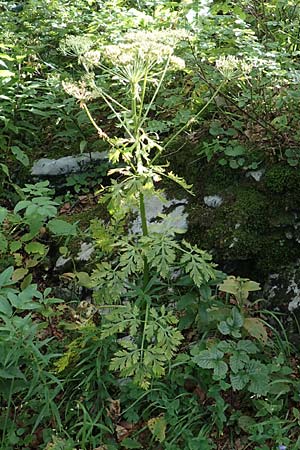 Pleurospermum austriacum \ sterreichischer Rippensame / Austrian Pleurospermum, Kroatien/Croatia Risnjak 14.8.2016