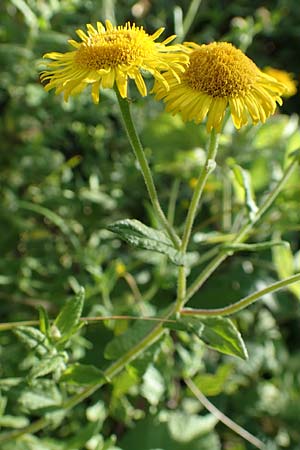 Pulicaria dysenterica \ Groes Flohkraut, Kroatien Istrien, Motovun 11.8.2016