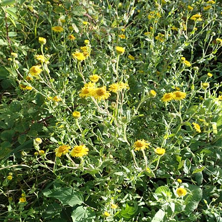 Pulicaria dysenterica \ Groes Flohkraut, Kroatien Istrien, Motovun 11.8.2016