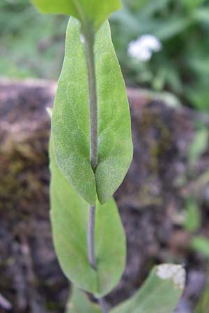 Peltaria alliacea \ Scheibenschtchen, Kroatien Plitvička 1.6.2008