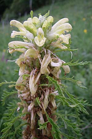 Pedicularis hoermanniana \ Hoermanns Lusekraut / Hoermann's Lousewort, Kroatien/Croatia Mala Učka 6.6.2008