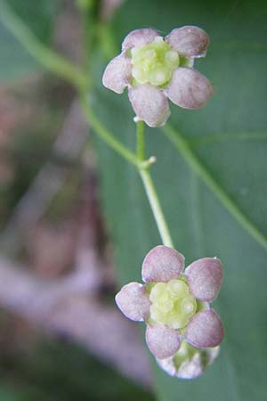 Euonymus latifolius \ Breitblttriges Pfaffenhtchen / Broad-Leaf Spindle, Kroatien/Croatia Plitvička 1.6.2008