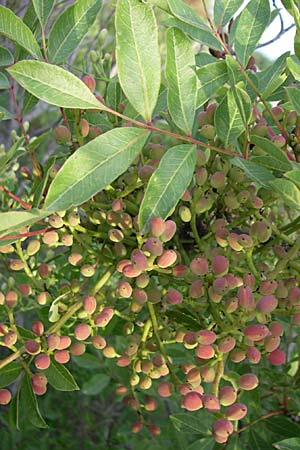 Pistacia terebinthus \ Terebinthe, Kroatien Šibenik 2.6.2008