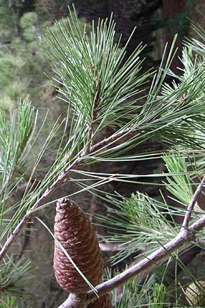 Pinus halepensis \ Aleppo-Kiefer, Strand-Kiefer / Aleppo Pine, Jerusalem Pine, Kroatien/Croatia Istrien/Istria, Premantura 5.6.2008