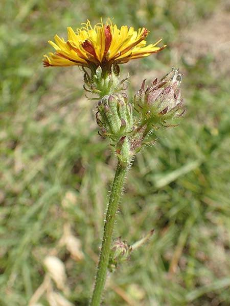 Picris hieracioides subsp. spinulosa \ Dorniges Bitterkraut, Stacheliges Bitterkraut, Kroatien Istrien, Vrh 11.8.2016