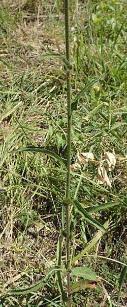 Picris hieracioides subsp. spinulosa \ Dorniges Bitterkraut, Stacheliges Bitterkraut / Spiny Ox-Tongue, Kroatien/Croatia Istrien/Istria, Vrh 11.8.2016