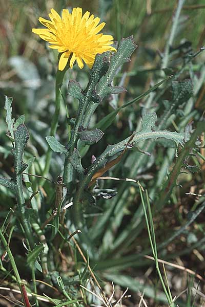 Reichardia picroides \ Bitterkraut-Reichardie, Kroatien Šibenik 8.4.2006