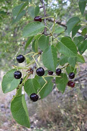 Prunus mahaleb \ Felsenkirsche, Stein-Weichsel / Saint Lucie Cherry, Kroatien/Croatia Krka 3.6.2008