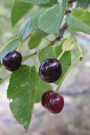 Prunus mahaleb \ Felsenkirsche, Stein-Weichsel / Saint Lucie Cherry, Kroatien/Croatia Krka 3.6.2008