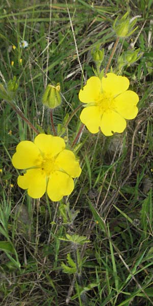 Potentilla pedata \ Langhaar-Fingerkraut, Fublttriges Fingerkraut, Kroatien Istrien, Poreč 26.5.2006