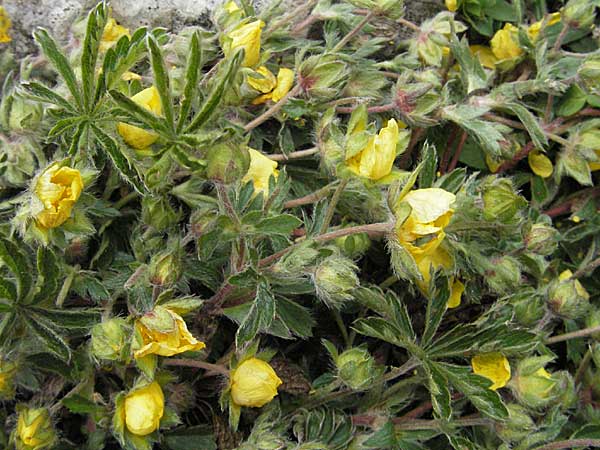 Potentilla heptaphylla \ Siebenblttriges Fingerkraut / Seven-Leaved Cinquefoil, Kroatien/Croatia Velebit Zavizan 1.6.2006