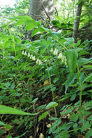 Polygonatum multiflorum / Solomon's Seal, Croatia Medvednica 5.6.2006