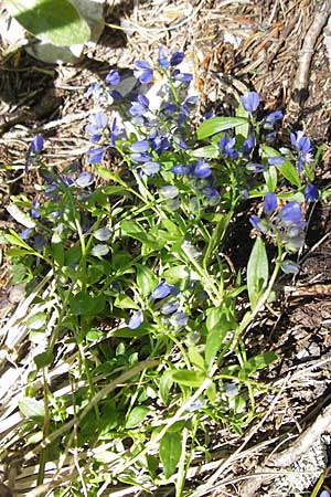 Polygala alpestris subsp. croatica \ Kroatische Kreuzblume, Kroatisches Kreuzblmchen / Croatian Milkwort, Kroatien/Croatia Velebit Zavizan 30.6.2010