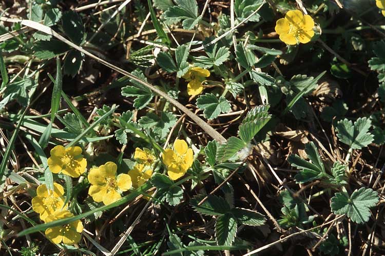 Potentilla incana \ Sand-Fingerkraut, Kroatien Velebit 8.4.2006