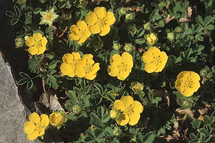 Potentilla incana \ Sand-Fingerkraut / Sand Cinquefoil, Kroatien/Croatia Velebit 8.4.2006