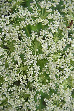 Peucedanum palustre \ Sumpf-Haarstrang / Marsh Hog's Parsley, Milk Parsley, Kroatien/Croatia Medvednica 18.7.2010