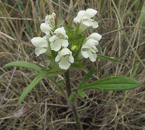 Prunella laciniata \ Weie Braunelle / Cut-Leaved Selfheal, Kroatien/Croatia Istrien/Istria, Bale 29.5.2006