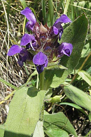 Prunella grandiflora / Large Selfheal, Croatia Gola Plješevica 18.7.2007