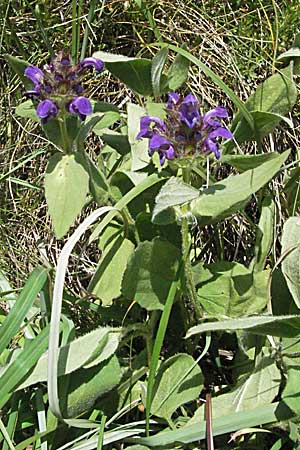 Prunella grandiflora \ Groe Braunelle / Large Selfheal, Kroatien/Croatia Gola Plješevica 18.7.2007