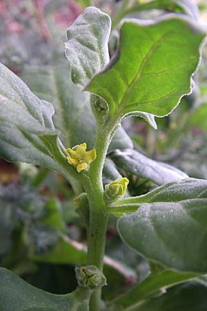 Tetragonia tetragonoides \ Neuseeland-Spinat / New Zealand Spinach, Warrigal Greens, Kroatien/Croatia Istrien/Istria, Premantura 5.6.2008