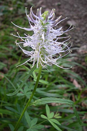 Phyteuma spicatum \ Weie Teufelskralle, hrige Teufelskralle / Spiked Rampion, Kroatien/Croatia Plitvička 1.6.2008