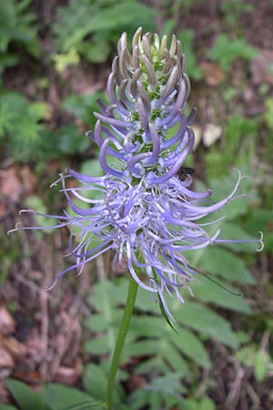 Phyteuma spicatum \ Weie Teufelskralle, hrige Teufelskralle / Spiked Rampion, Kroatien/Croatia Plitvička 1.6.2008