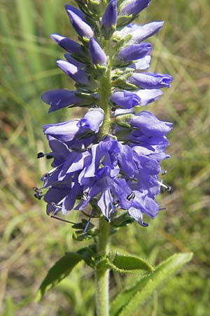 Veronica barrelieri \ Barreliers Blauweiderich / Barrelier's Speedwell, Kroatien/Croatia Senj 29.6.2010