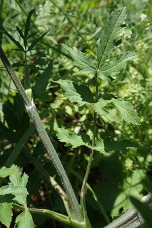 Pastinaca sativa \ Pastinak / Parsnip, Kroatien/Croatia Istrien/Istria, Vrh 11.8.2016