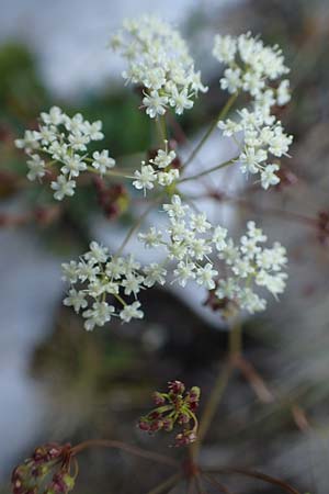 Pimpinella tragium \ Fels-Bibernelle, Kroatien Velebit 19.8.2016