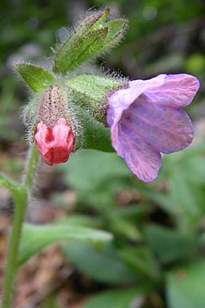 Pulmonaria officinalis \ Echtes Lungenkraut / Lungwort, Kroatien/Croatia Velebit 4.6.2008