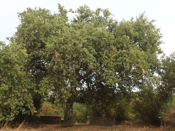 Quercus ilex \ Stein-Eiche / Evergreen Oak, Kroatien/Croatia Istrien/Istria, Labin 17.8.2016