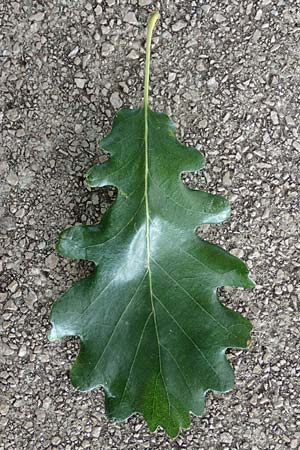 Quercus pubescens \ Flaum-Eiche / White Oak, Kroatien/Croatia Istrien/Istria, Ičići 17.8.2016